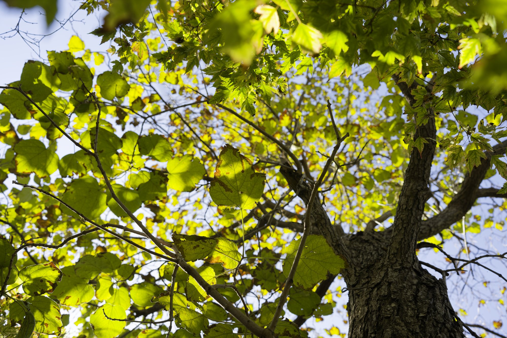 A view up into a tree against a blue sky: backlit heart-shaped leaves glow yellow-green with brown, spotted edges among bare twigs, green maple-like leaves hang across the top, and a dark, rough trunk rises on the right.
