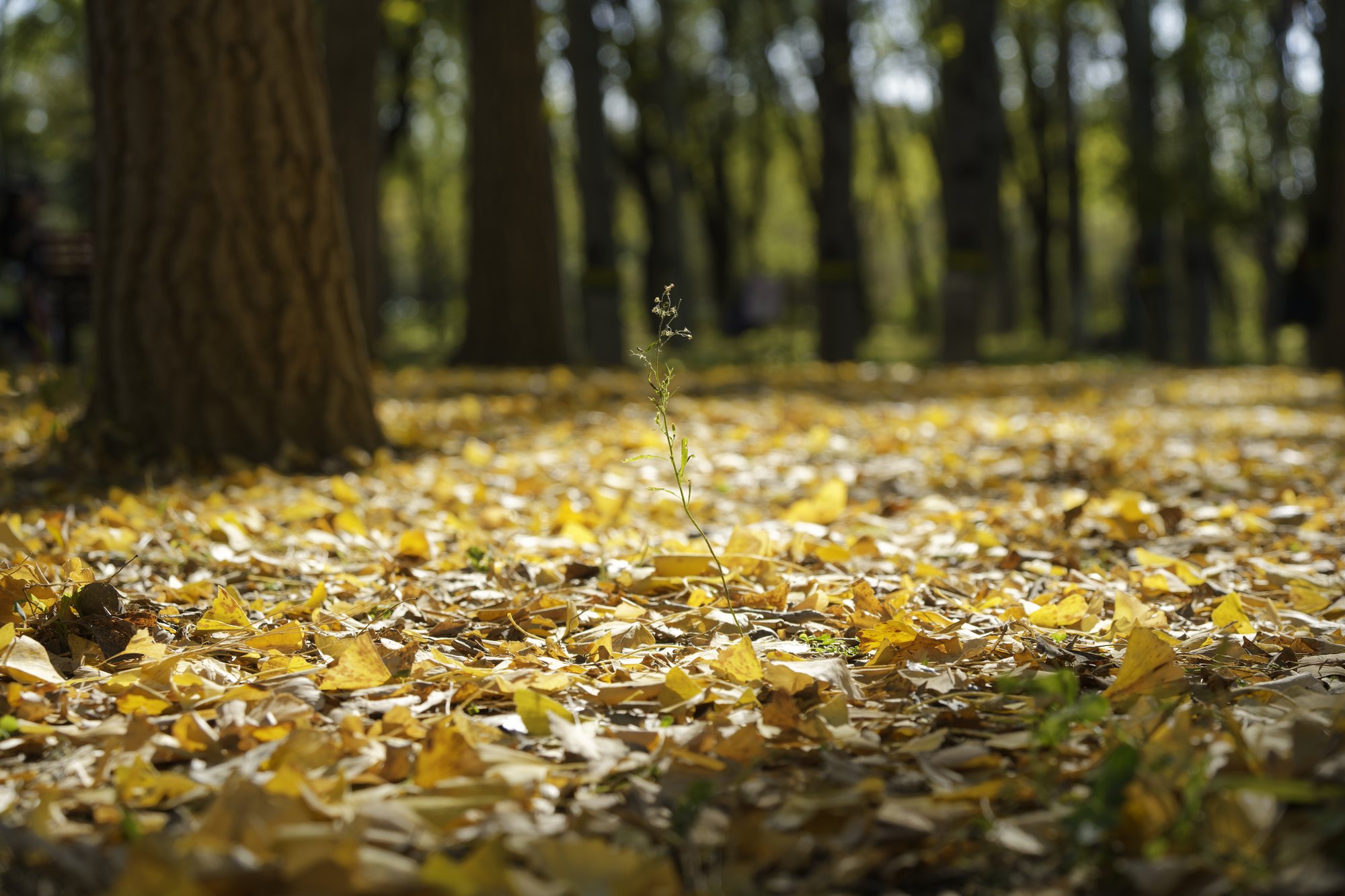 A low view across ground covered in fallen yellow leaves, with a single thin weed stalk standing in sharp focus in the middle and tree trunks and green woods blurred behind.