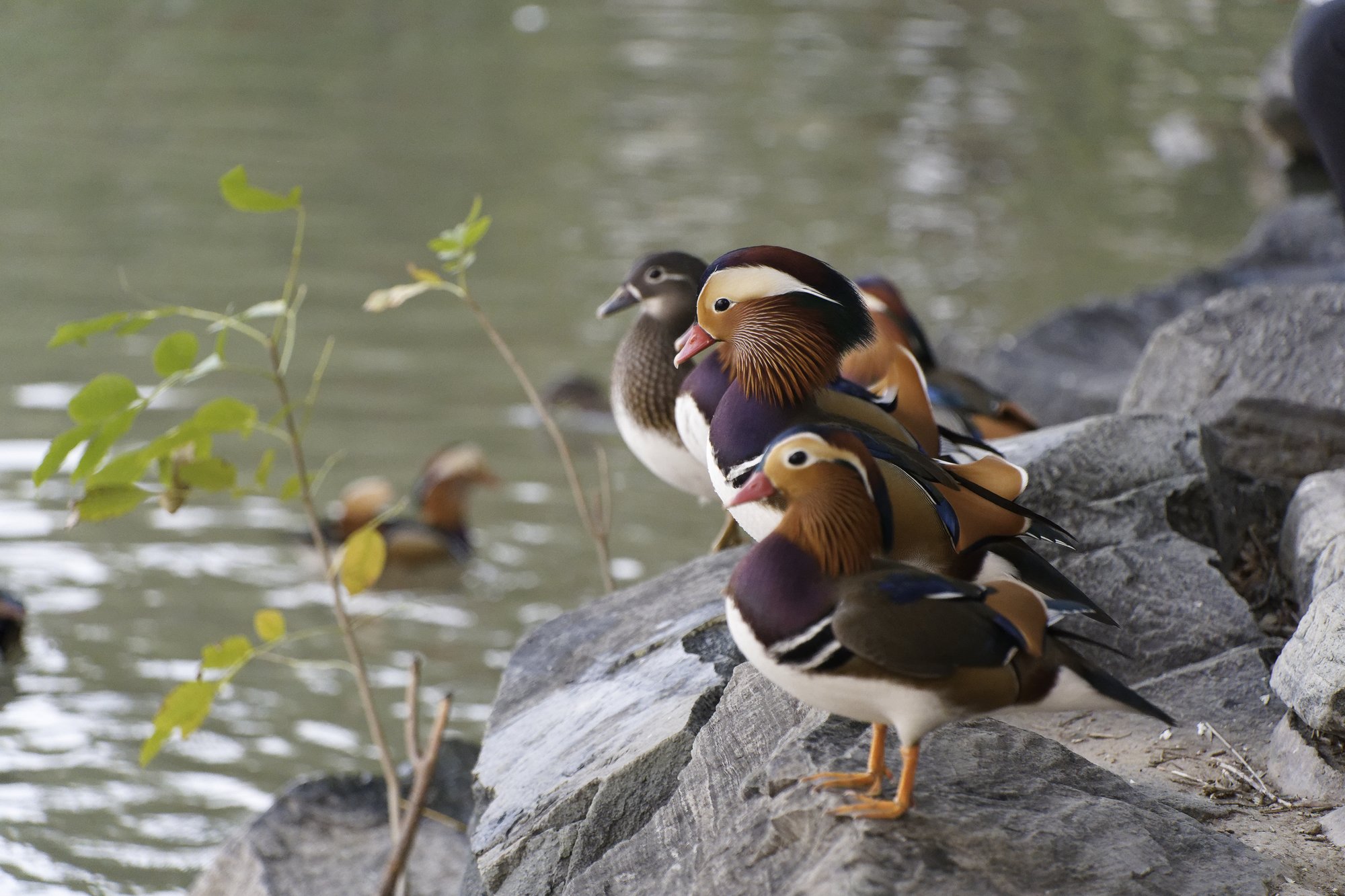 Several mandarin ducks, including a grey-brown female, standing on rocks along the lake shore at the Summer Palace.